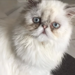 Lola