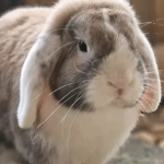 Roger