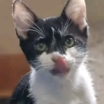 Salem
