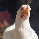 Ruben