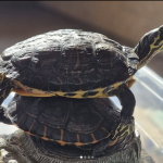 Captura de pantalla 2025-05-18 a las 12.03.38